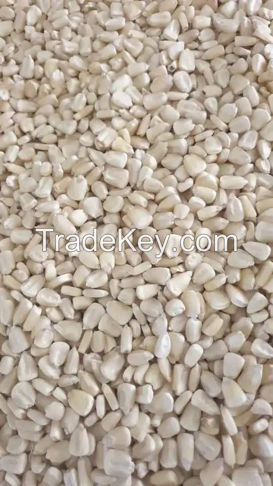 Agricultural Product Bulk Grain White Dry Corn Kernal Dried Maize Dry White Corn with Competitive Price