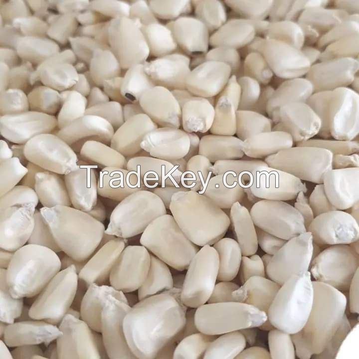 Agricultural Product Bulk Grain White Dry Corn Kernal Dried Maize Dry White Corn with Competitive Price