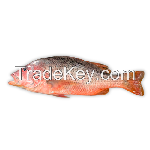 Premium Frozen Red Snapper Fish available in bulk