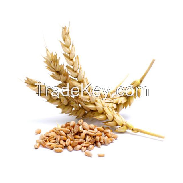Bulk wheat bran for sale at competitive wholesale rates