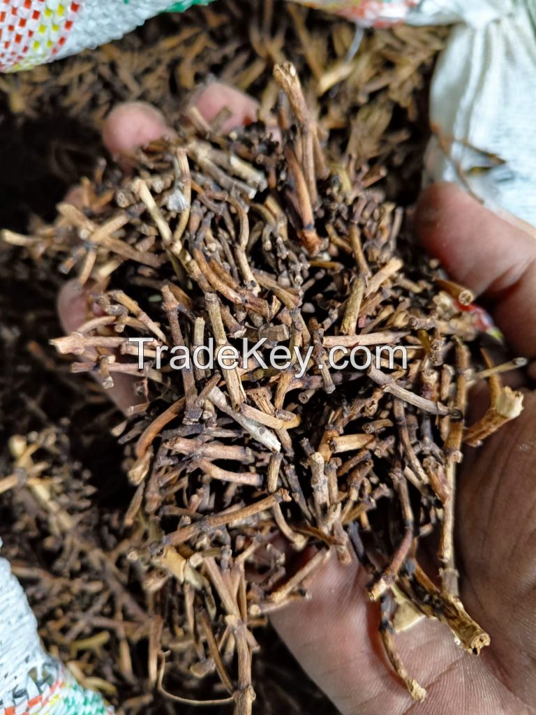 Aromatic cloves for seasoning and essential oil extraction