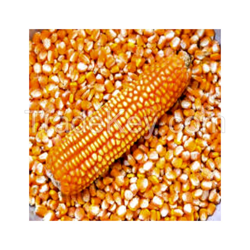 Premium yellow corn for sale in bulk at a low price