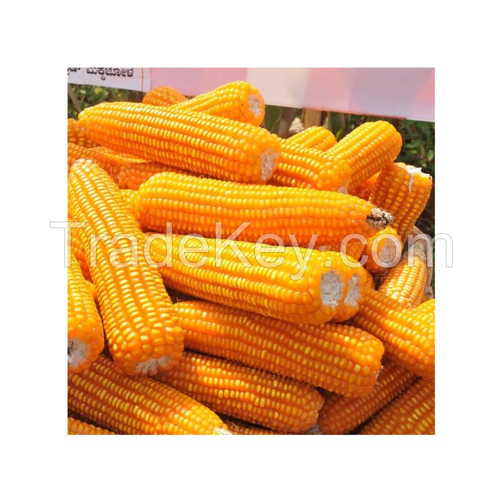 Premium yellow corn for sale in bulk at a low price