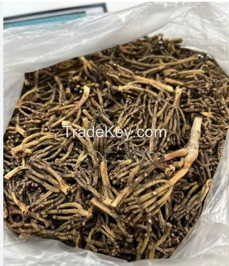 Aromatic cloves for seasoning and essential oil extraction