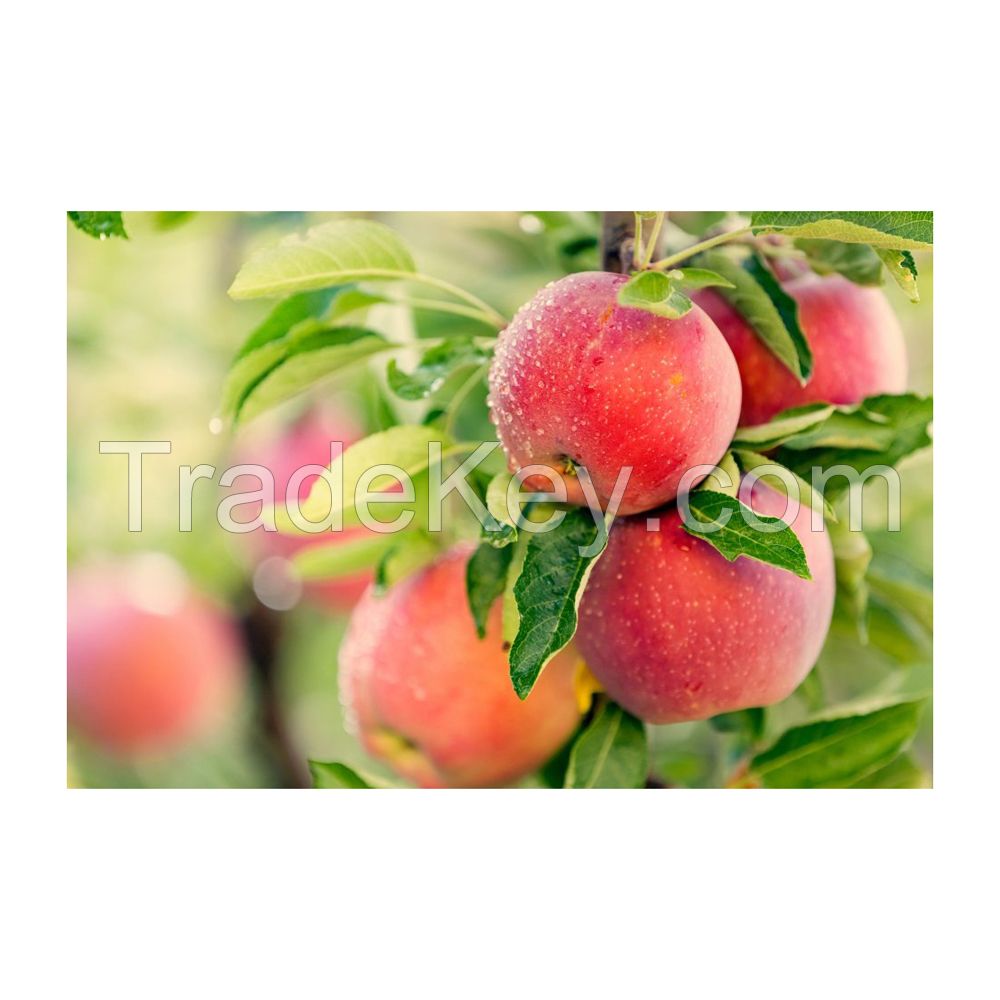 Fresh red apples for supermarkets and grocery stores