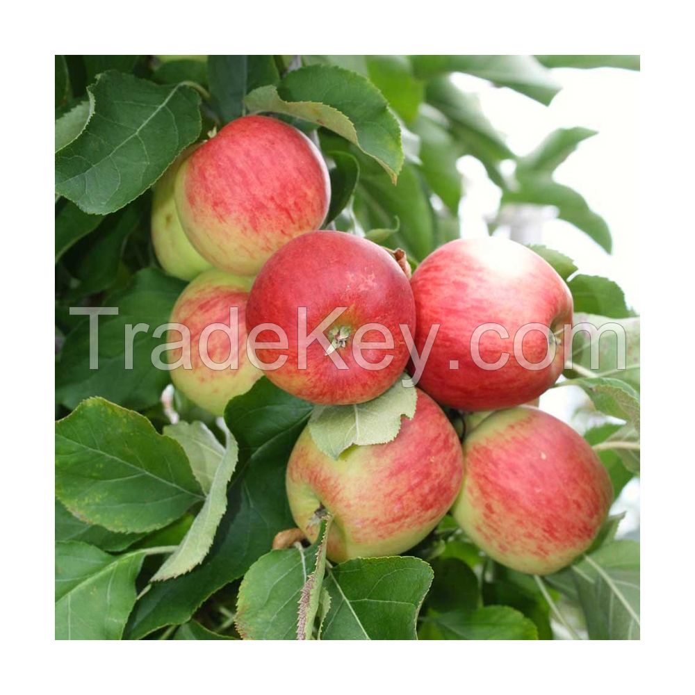 Red apples for sale in bulk at a wholesale price