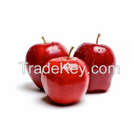 Freshly harvested red apples for food processing and markets