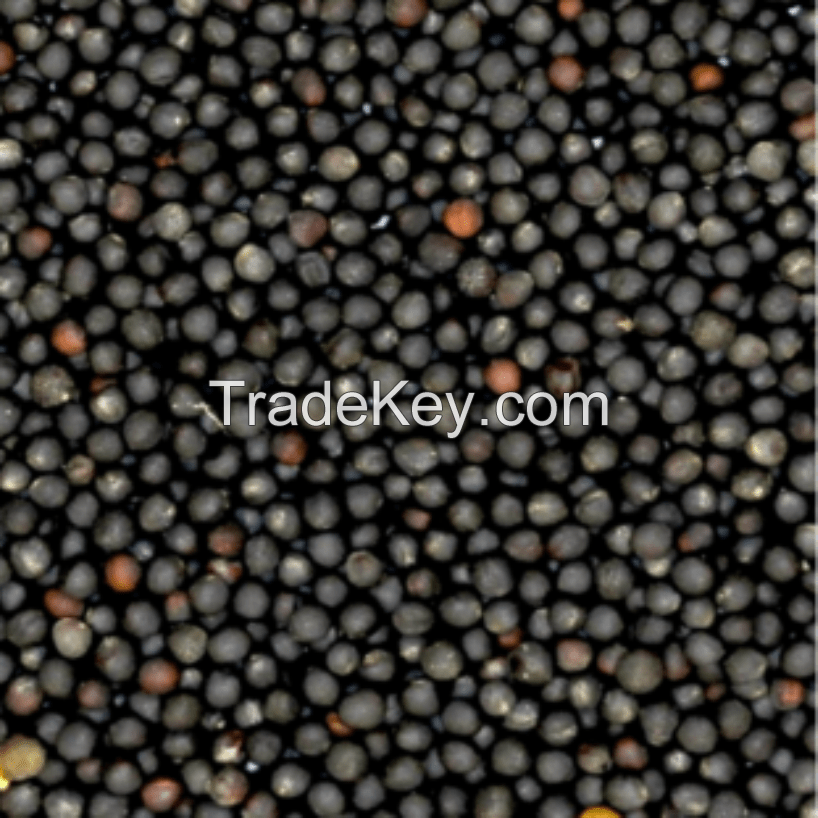 Competitive prices on bulk rapeseed orders