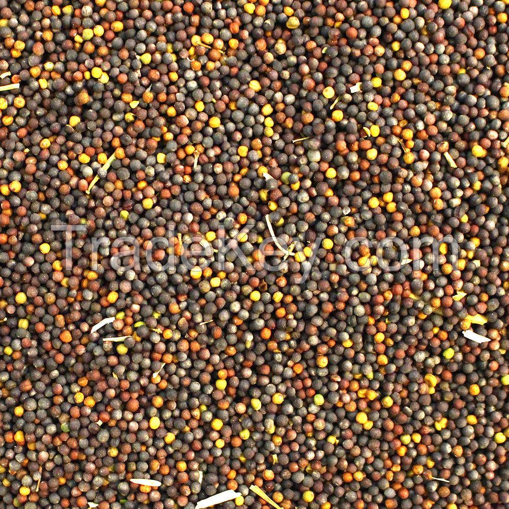 Cleaned and sorted rapeseed for easy processing