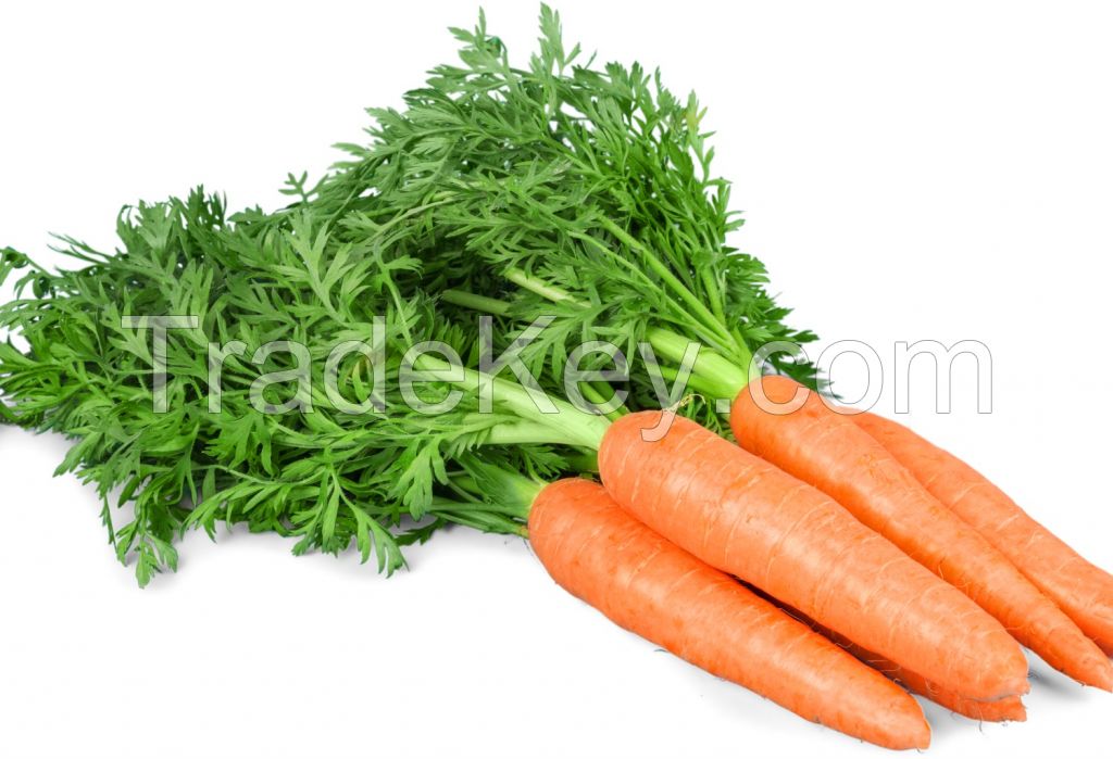 Freshly harvested carrots for juicing and culinary needs
