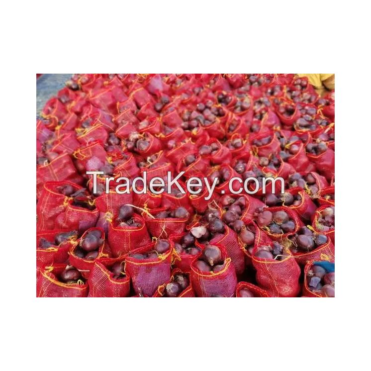 Red onions for sale in bulk at a wholesale price