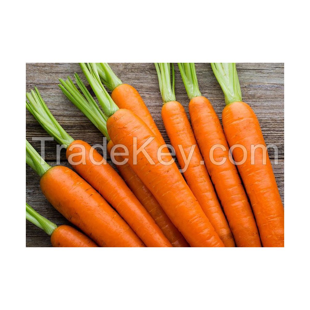 Crisp and sweet carrots perfect for cooking and snacking