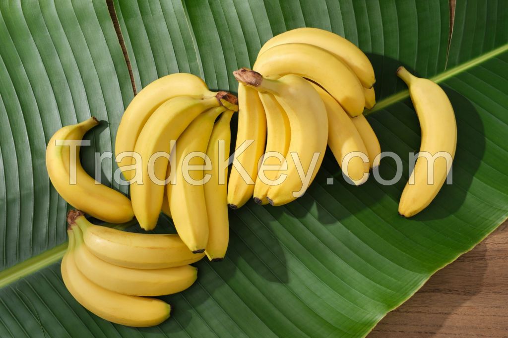 Export-quality Cavendish bananas at competitive rates