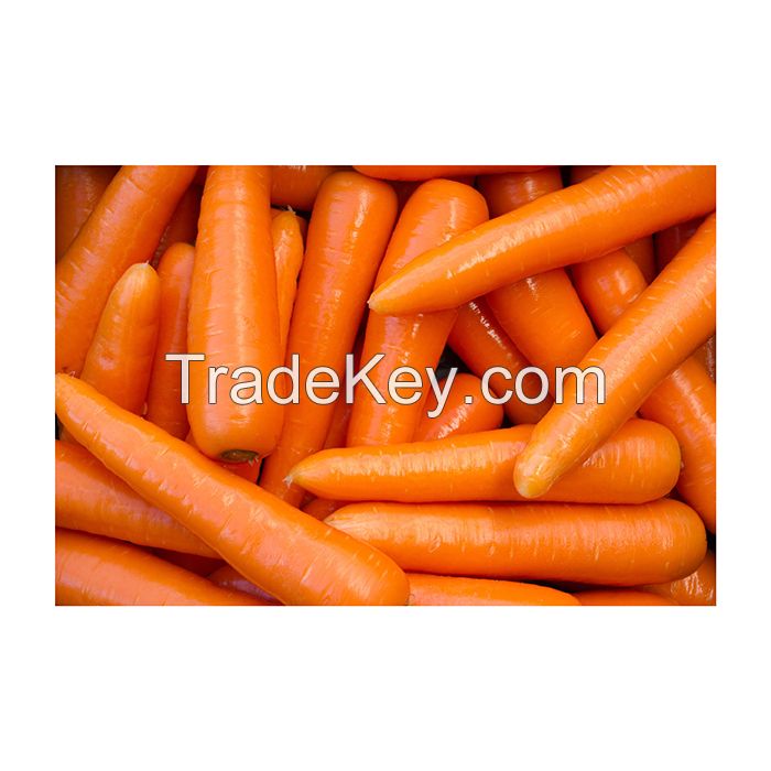 Crisp and sweet carrots perfect for cooking and snacking
