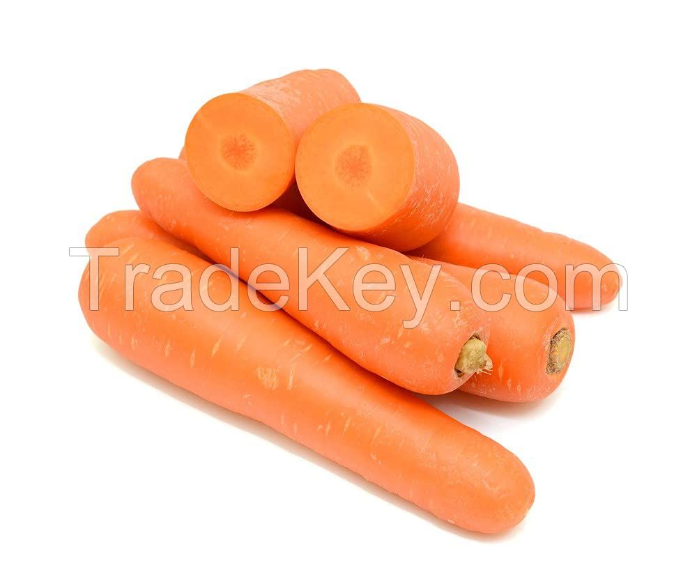 Freshly harvested carrots for juicing and culinary needs