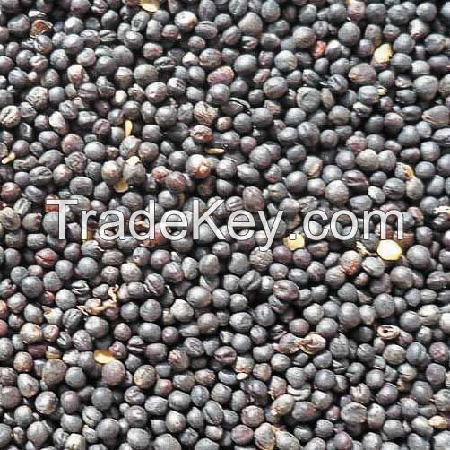 Competitive prices on bulk rapeseed orders