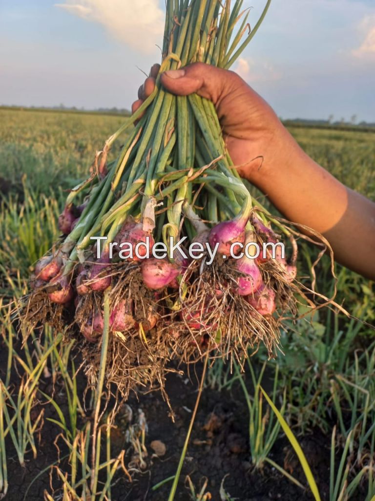 Shallots (Grade A)