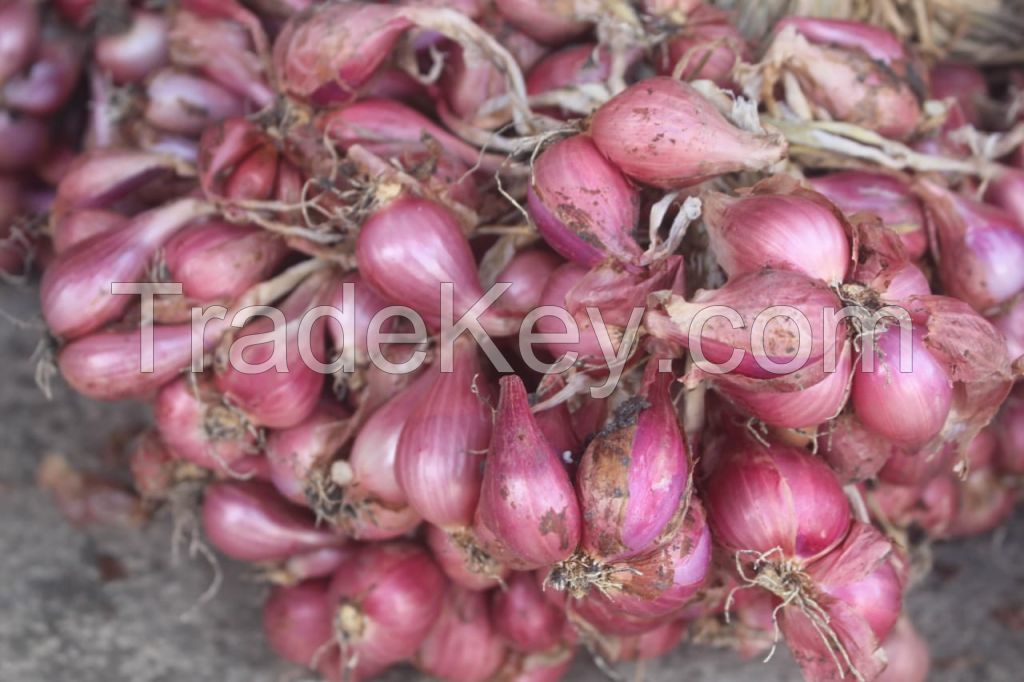 Shallots (Grade A)