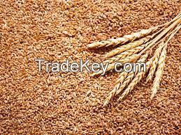 SORGHUM