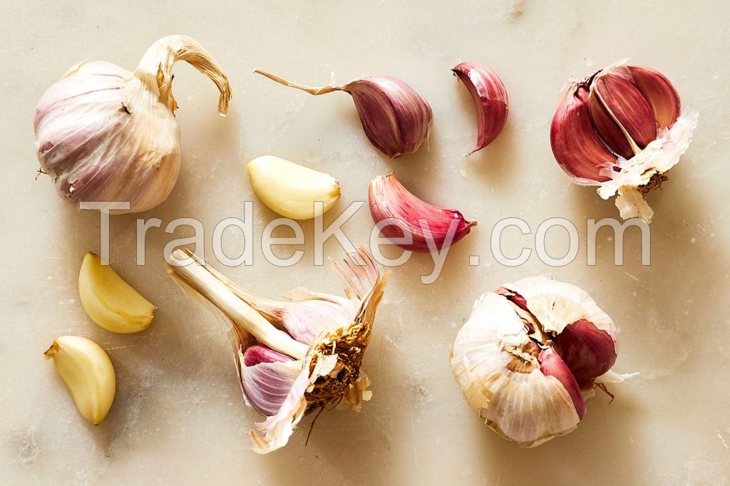 Garlic