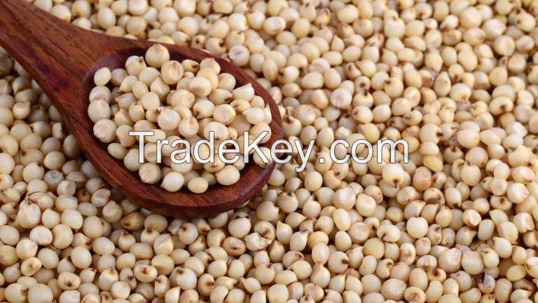 Sorghum