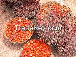 oil Palm fruit