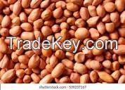 Groundnuts / Peanuts