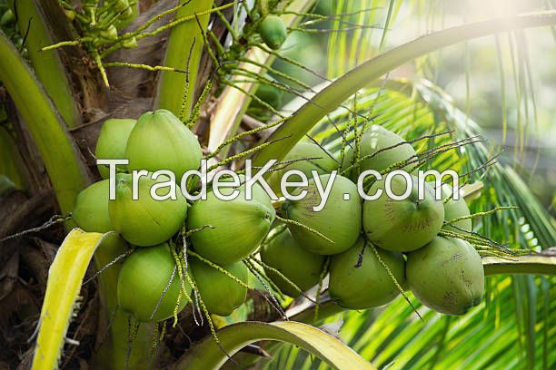 Tender Coconut