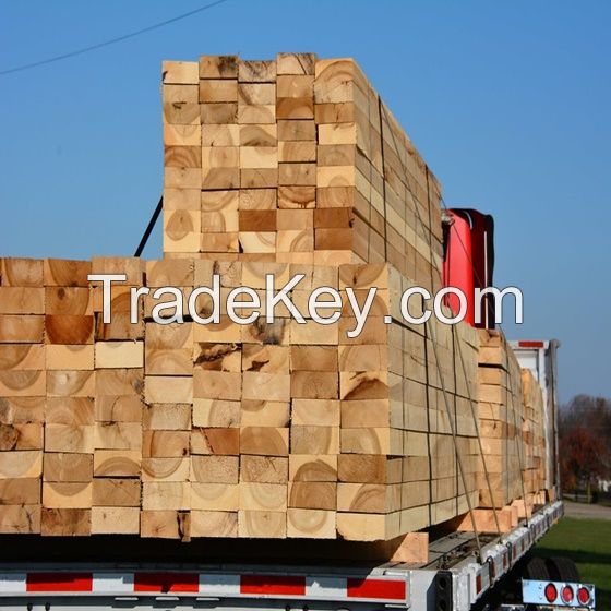 KD Lumber/ Timber/ Timber Birch Wood Pine Timber