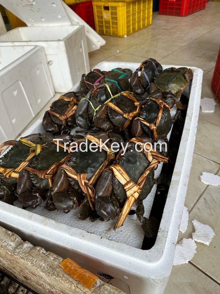 Live Mud Crab