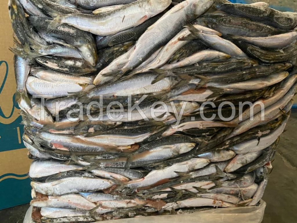 Horse mackerel