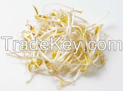 QF Bulk price frozen green bean sprouts