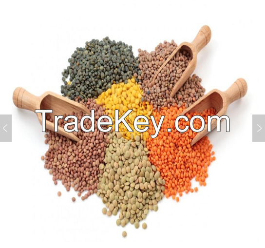 High Quality Bulk Dried whole split Lentils Red Lentils Green Lentils Lentils(Red, Green, black and white)