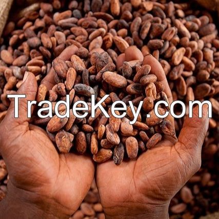 Organic Cocoa Beans - Premium Quality Wholesale Dried Cocoa Beans