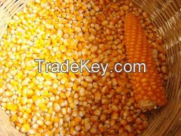 Animal Feed Dry Maize/Dried Yellow Corn/Dried Sweet Corn Best Competitive Price