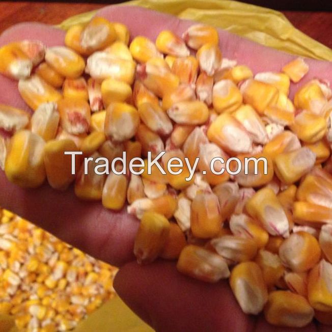 Best grade top quality dried yellow Cattle Feed Yellow Maize Wholesaler Of SMALL MAIZE yellow maize 