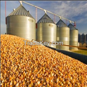 Best Price Dried Yellow Corn Maize Supplier