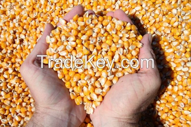 BEST PRICE WHEAT FROM UKRAINE