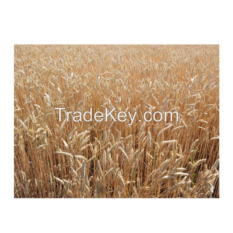 Hard white wheat and Canadian Quality Durum Wheat/Durum Wheat/Hard Wheat