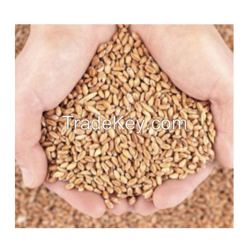 Wheat Grain in bulk / hight quality wheat, whole nutrition grain for export from Canada