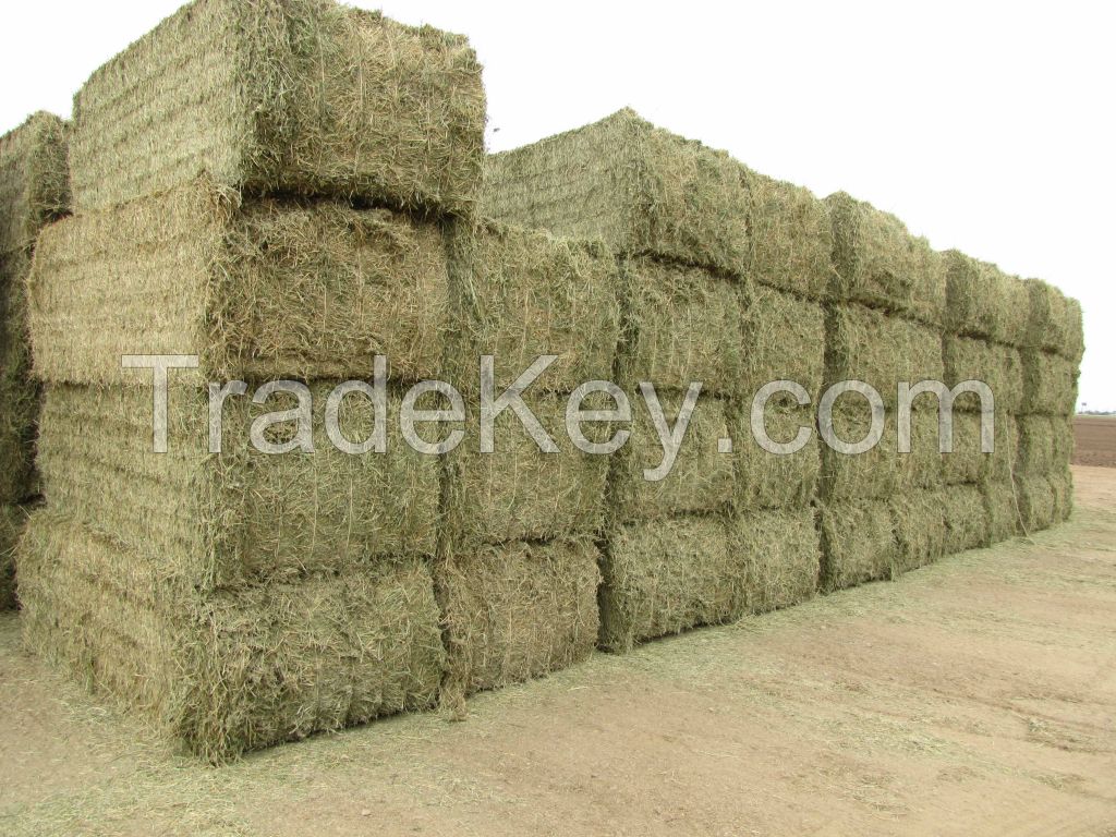 Alfafa Hay Animal Feeding Stuff Alfalfa, hay/alfalfa hay pellets Timothy Hay/ Alfafa in Bales Best Super