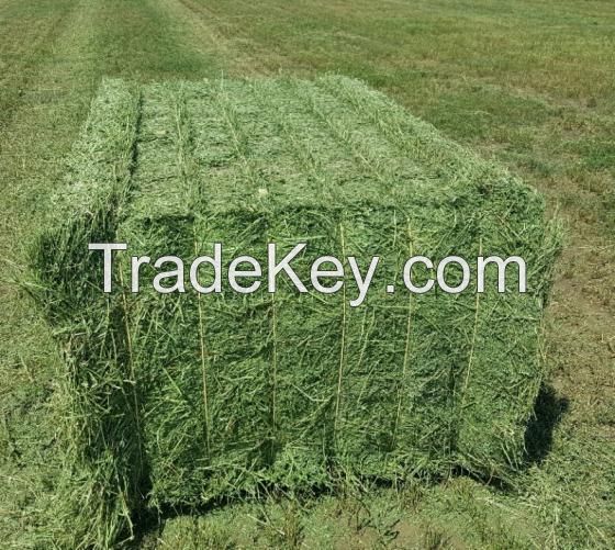 Wholesale Alfafa Hay Animal Feeding Stuff Alfalfa, hay/alfalfa hay pellets Timothy Hay/ Alfafa in Bales