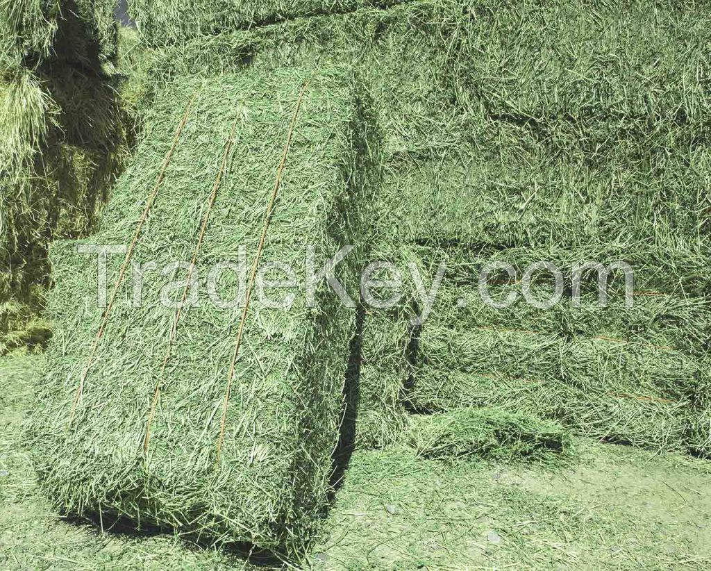 Alfafa Hay Animal Feeding Stuff Alfalfa, hay/alfalfa hay pellets Timothy Hay/ Alfafa in Bales Best Super