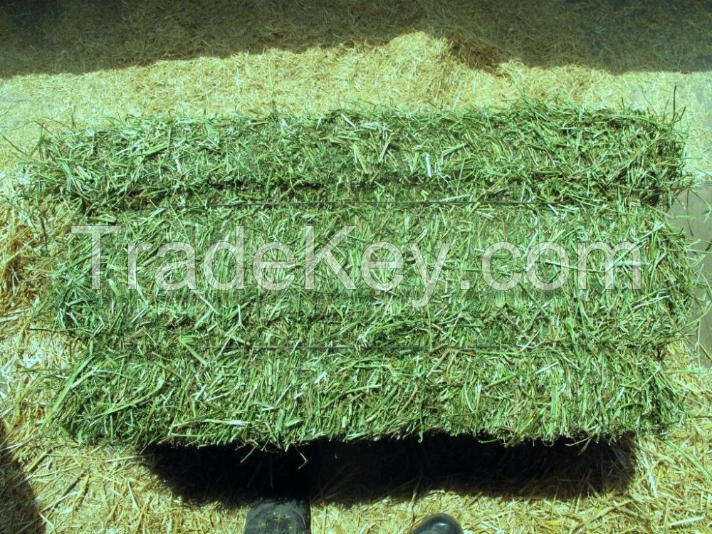 Alfafa Hay Animal Feeding Stuff Alfalfa, hay/alfalfa hay pellets Timothy Hay/ Alfafa in Bales