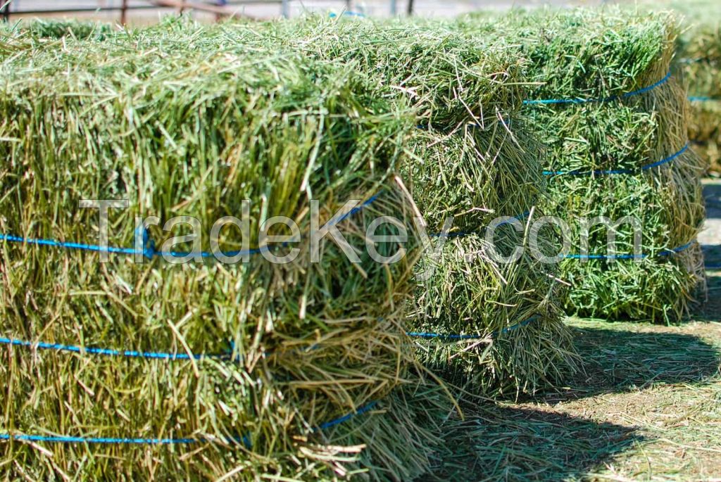 Alfafa Hay Animal Feeding Stuff Alfalfa, hay/alfalfa hay pellets