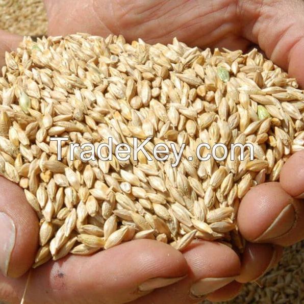 Premium High Quality Barley Max Barley Grain