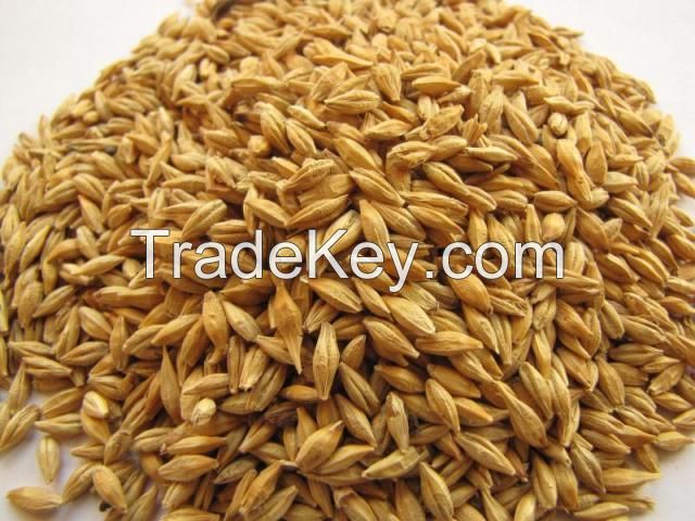 Barley for Animal Feed Poultry feed Wheat Bran For Livestock Barley Rich in Protein