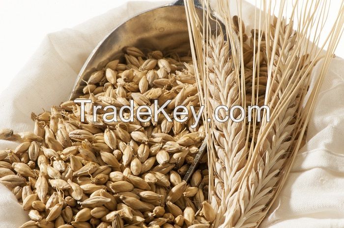 Barley for Animal Feed Poultry feed Wheat Bran For Livestock Barley Rich in Protein