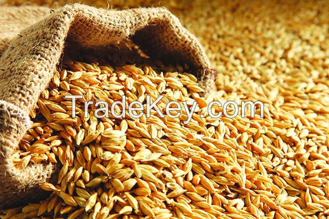 Export of animal feed wheat bran for animal feed barley