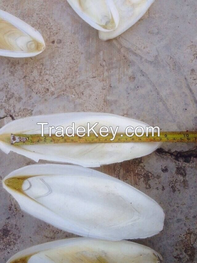 Ranova Cuttlefish bone fresh cuttlebone parrot food pet birds feeds treats private label OEM pet food